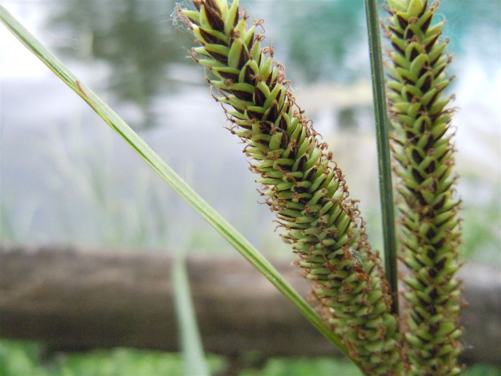 Carex pendula